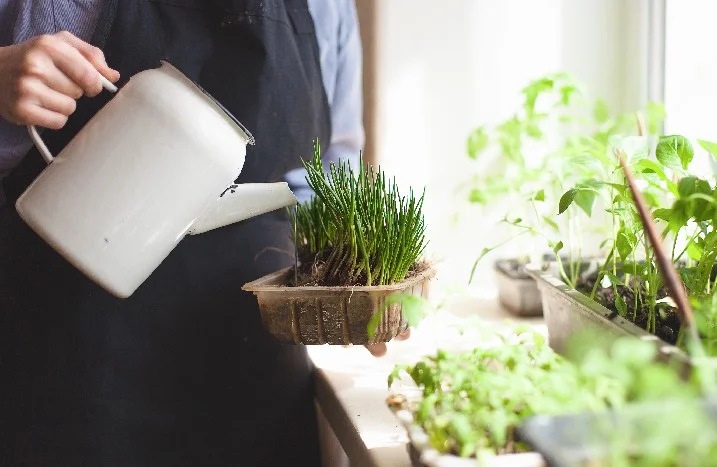 Person gießt Kräuter mit Gießkanne